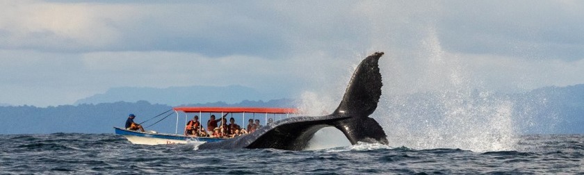 nuqui-ballena-tour-vivecolombia-en-agosto-jpg.jpg