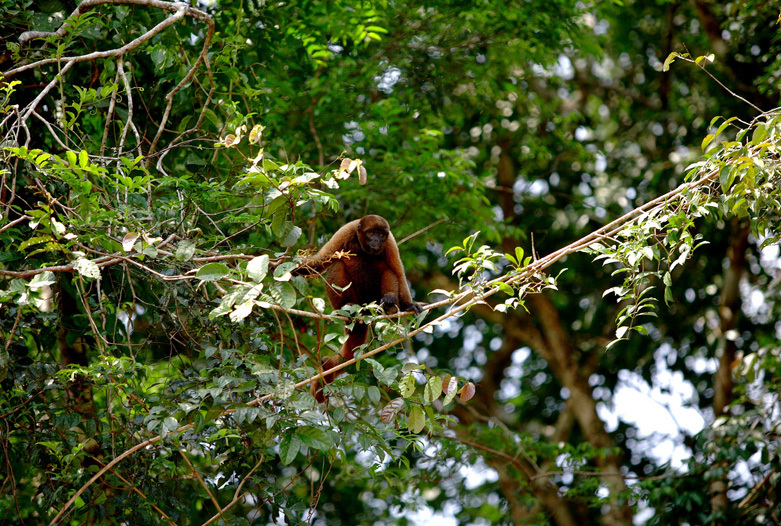 Viajes a Colombia | Mono en el PN Amacayacu, Amazonas