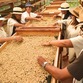 Viajes a Colombia | Finca Cafetalera