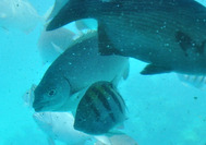 Banco de peces en Providencia, el mejor destino para bucear en Colombia