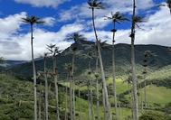 Cocora.jpg