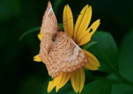 Mariposa sobre una flor en la selva del Parque Nacional de Tayrona, en el Caribe colombiano
