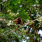 Viajes a Colombia | Mono en el PN Amacayacu, Amazonas