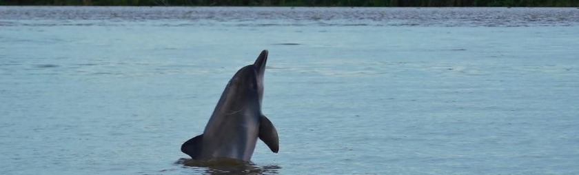 Tarapoto-Lago-colombia-Amazonas-en-agosto-Delfine.jpg