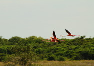 Flamencos volando en La Guajira