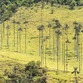 Viajes a Colombia | Paisaje Valle de Cocora