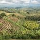 Viajes a Colombia | Campos Eje Cafetero