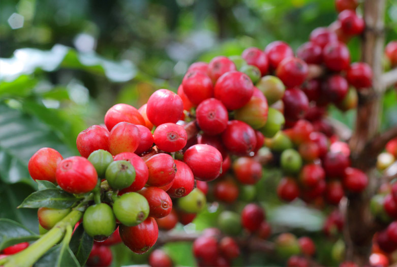 Viajes a Colombia | Rama de la planta del caf, Eje Cafetero