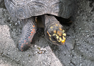 Tortuga en San Andrs