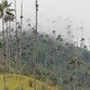 Viajes a Colombia | Valle de Cocora