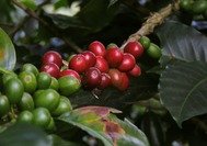 Colombia-Cafe.jpg