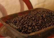 Granos de caf recolectados en el Eje Cafetero